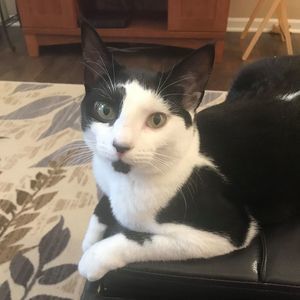 Meet your Posher, Carol